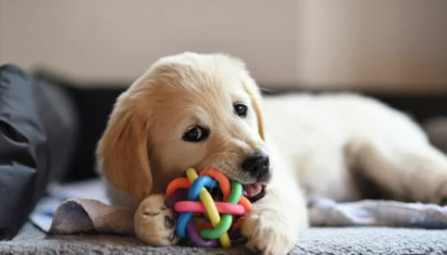 Jouets