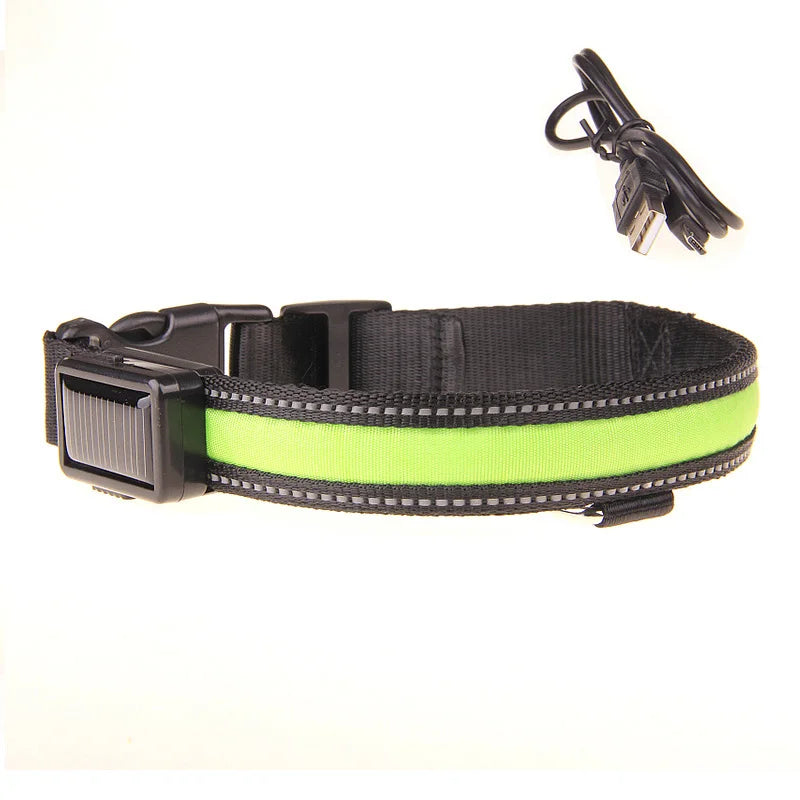 Collier LED fluorescent de sécurité pour animaux.
